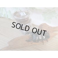 ☆ベンクール産☆アルキデスヒラタクワガタ初二令幼虫3頭セット販売販売！！