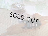 ☆ベンクール産☆アルキデスヒラタクワガタ初二令幼虫3頭セット販売販売!!