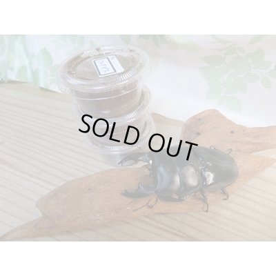 画像1: ☆ベンクール産☆アルキデスヒラタクワガタ初二令幼虫3頭セット販売販売!!