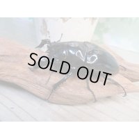 ☆人気種☆タランドゥスオオツヤクワガタ初二令幼虫3頭セット（430ｃｃカワラ菌糸カップ入り）販売！！