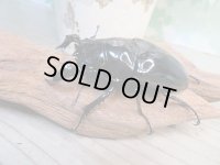 ☆人気種☆タランドゥスオオツヤクワガタ初二令幼虫3頭セット（430ｃｃカワラ菌糸カップ入り）販売！！