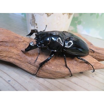 画像1: ☆人気種☆タランドゥスオオツヤクワガタ初二令幼虫3頭セット（430ｃｃカワラ菌糸カップ入り）販売！！