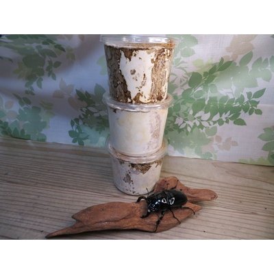 画像2: ☆人気種☆タランドゥスオオツヤクワガタ初二令幼虫3頭セット（430ｃｃカワラ菌糸カップ入り）販売！！