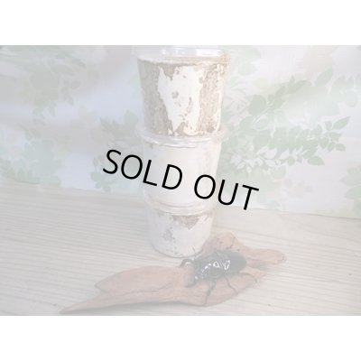 画像2: ☆人気種☆タランドゥスオオツヤクワガタ初二令幼虫3頭セット（430ｃｃカワラ菌糸カップ入り）販売！！