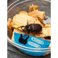 ☆F4☆バラタスサスマタサイカブト初二令幼虫9頭＋1頭の計10頭セット販売！！