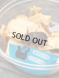 ☆F4☆バラタスサスマタサイカブト初二令幼虫9頭＋1頭の計10頭セット販売！！