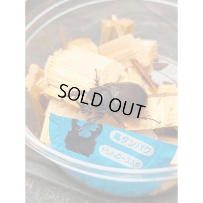 画像1: ☆F4☆バラタスサスマタサイカブト初二令幼虫9頭＋1頭の計10頭セット販売！！