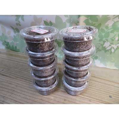 画像2: ☆F4☆バラタスサスマタサイカブト初二令幼虫9頭＋1頭の計10頭セット販売！！