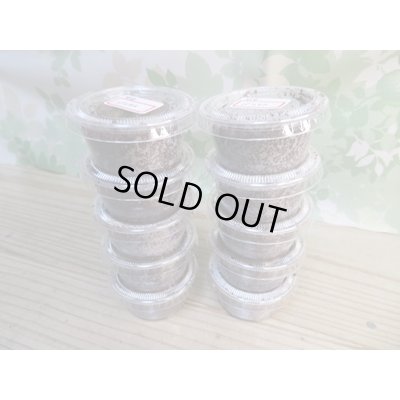 画像2: ☆F4☆バラタスサスマタサイカブト初二令幼虫9頭＋1頭の計10頭セット販売！！