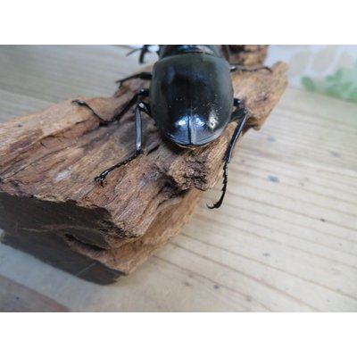画像3: ☆新成虫☆コンフキウスノコギリクワガタ♂93ミリ♀49ミリペア販売！！