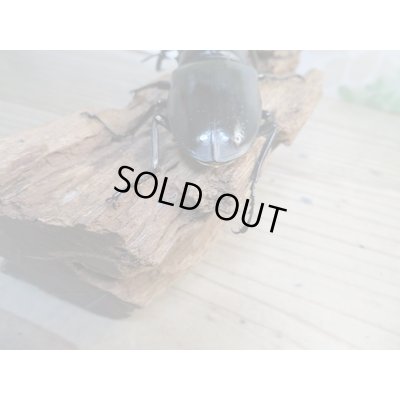 画像3: ☆新成虫☆コンフキウスノコギリクワガタ♂93ミリ♀49ミリペア販売！！