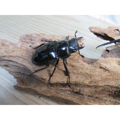 画像4: ☆新成虫☆コンフキウスノコギリクワガタ♂93ミリ♀49ミリペア販売！！