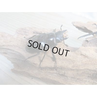 画像4: ☆新成虫☆コンフキウスノコギリクワガタ♂93ミリ♀49ミリペア販売！！