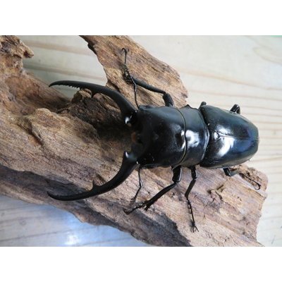 画像2: ☆新成虫☆コンフキウスノコギリクワガタ♂93ミリ♀49ミリペア販売！！