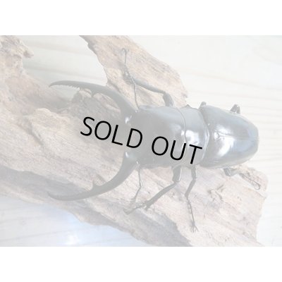 画像2: ☆新成虫☆コンフキウスノコギリクワガタ♂93ミリ♀49ミリペア販売！！