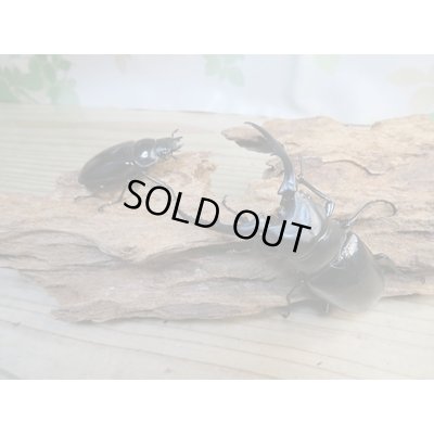 画像5: ☆新成虫☆コンフキウスノコギリクワガタ♂90ミリ♀47ミリペア販売！！