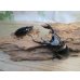 画像5: ☆新成虫☆コンフキウスノコギリクワガタ♂90ミリ♀47ミリペア販売！！ (5)