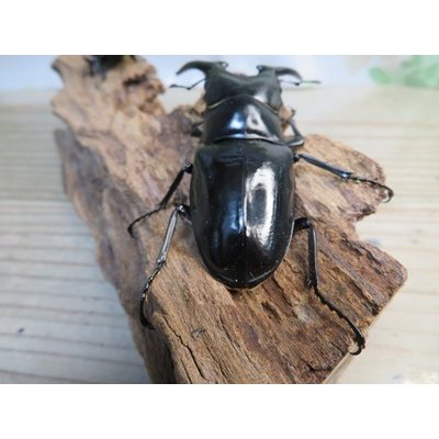 画像3: ☆新成虫☆コンフキウスノコギリクワガタ♂90ミリ♀47ミリペア販売！！