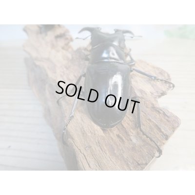 画像3: ☆新成虫☆コンフキウスノコギリクワガタ♂90ミリ♀47ミリペア販売！！