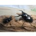 画像5: ☆新成虫☆コンフキウスノコギリクワガタ♂93ミリ♀49ミリペア販売！！ (5)