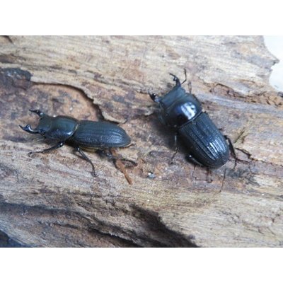 画像1: 新成虫☆WF3☆ドルクスミント♂♀フリーサイズペア販売！！