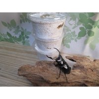 ☆西カメン産☆ネパレンシスコクワガタ（ネパールコクワ）初二令幼虫3頭セット販売！！