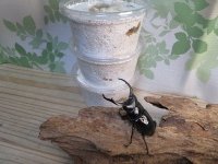 ☆西カメン産☆ネパレンシスコクワガタ（ネパールコクワ）初二令幼虫3頭セット販売！！