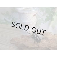 ☆西カメン産☆ネパレンシスコクワガタ（ネパールコクワ）初二令幼虫3頭セット販売！！