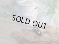 ☆西カメン産☆ネパレンシスコクワガタ（ネパールコクワ）初二令幼虫3頭セット販売！！