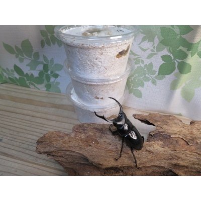 画像1: ☆西カメン産☆ネパレンシスコクワガタ（ネパールコクワ）初二令幼虫3頭セット販売！！