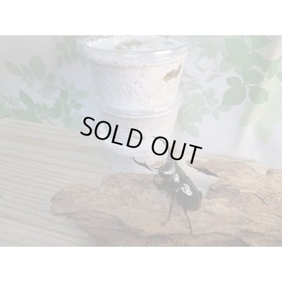 画像1: ☆西カメン産☆ネパレンシスコクワガタ（ネパールコクワ）初二令幼虫3頭セット販売！！