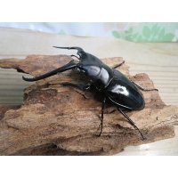 ☆新成虫☆コンフキウスノコギリクワガタ♂90ミリ♀47ミリペア販売！！