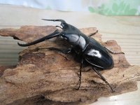 ☆新成虫☆コンフキウスノコギリクワガタ♂90ミリ♀47ミリペア販売！！