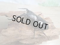 ☆新成虫☆コンフキウスノコギリクワガタ♂90ミリ♀47ミリペア販売！！