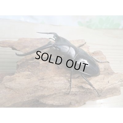 画像1: ☆新成虫☆コンフキウスノコギリクワガタ♂90ミリ♀47ミリペア販売！！