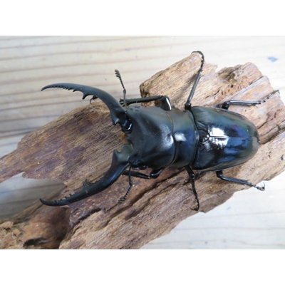 画像2: ☆新成虫☆コンフキウスノコギリクワガタ♂90ミリ♀47ミリペア販売！！