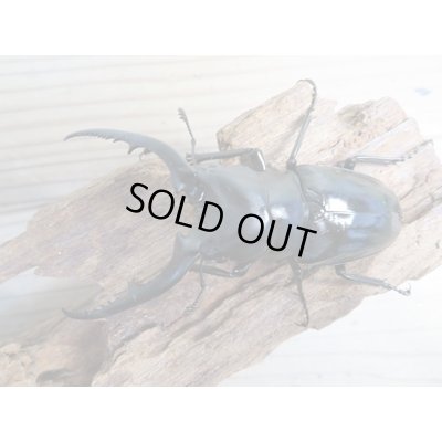 画像2: ☆新成虫☆コンフキウスノコギリクワガタ♂90ミリ♀47ミリペア販売！！