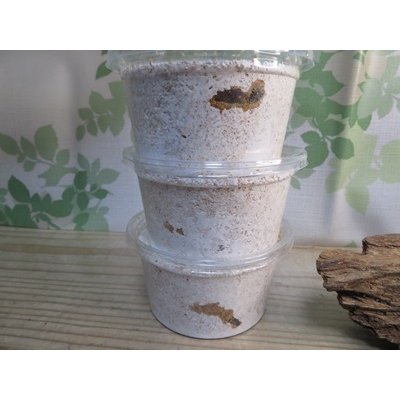 画像2: ☆西カメン産☆ネパレンシスコクワガタ（ネパールコクワ）初二令幼虫3頭セット販売！！