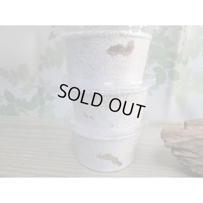 画像2: ☆西カメン産☆ネパレンシスコクワガタ（ネパールコクワ）初二令幼虫3頭セット販売！！