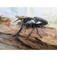 ☆新成虫☆コンフキウスノコギリクワガタ♂93ミリ♀49ミリペア販売！！