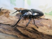 ☆新成虫☆コンフキウスノコギリクワガタ♂93ミリ♀49ミリペア販売！！