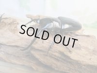 ☆新成虫☆コンフキウスノコギリクワガタ♂93ミリ♀49ミリペア販売！！