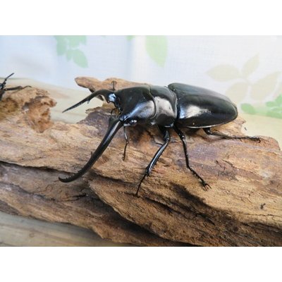 画像1: ☆新成虫☆コンフキウスノコギリクワガタ♂93ミリ♀49ミリペア販売！！