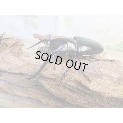 画像1: ☆新成虫☆コンフキウスノコギリクワガタ♂93ミリ♀49ミリペア販売！！