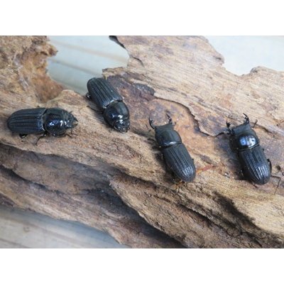 画像3: 新成虫☆WF3☆ドルクスミント♂♀フリーサイズペア販売！！