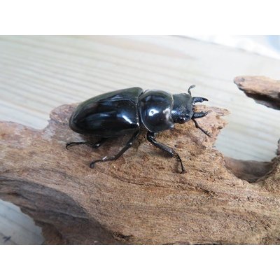 画像4: ☆新成虫☆コンフキウスノコギリクワガタ♂90ミリ♀47ミリペア販売！！
