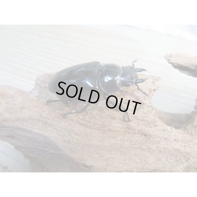 画像4: ☆新成虫☆コンフキウスノコギリクワガタ♂90ミリ♀47ミリペア販売！！