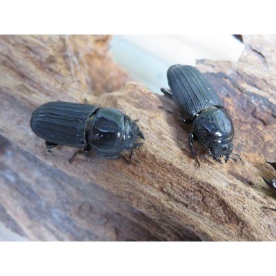 画像2: 新成虫☆WF3☆ドルクスミント♂♀フリーサイズペア販売！！