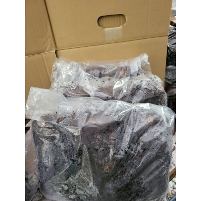 画像1: INSECT・MUSEより入荷☆バクテリア材☆多産物語！！S材3本入り