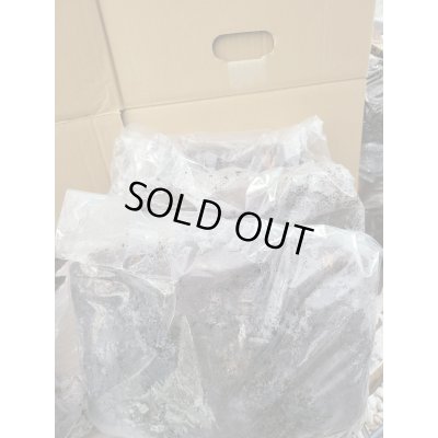 画像1: INSECT・MUSEより入荷☆バクテリア材☆多産物語！！S材3本入り